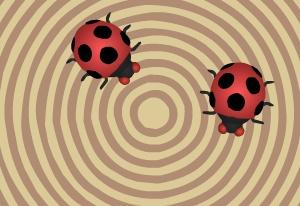 Crazy Ladybugs